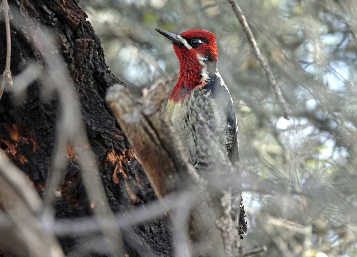 Red-naped x Red-breasted Sapsucker (hybrid) - ML613623295