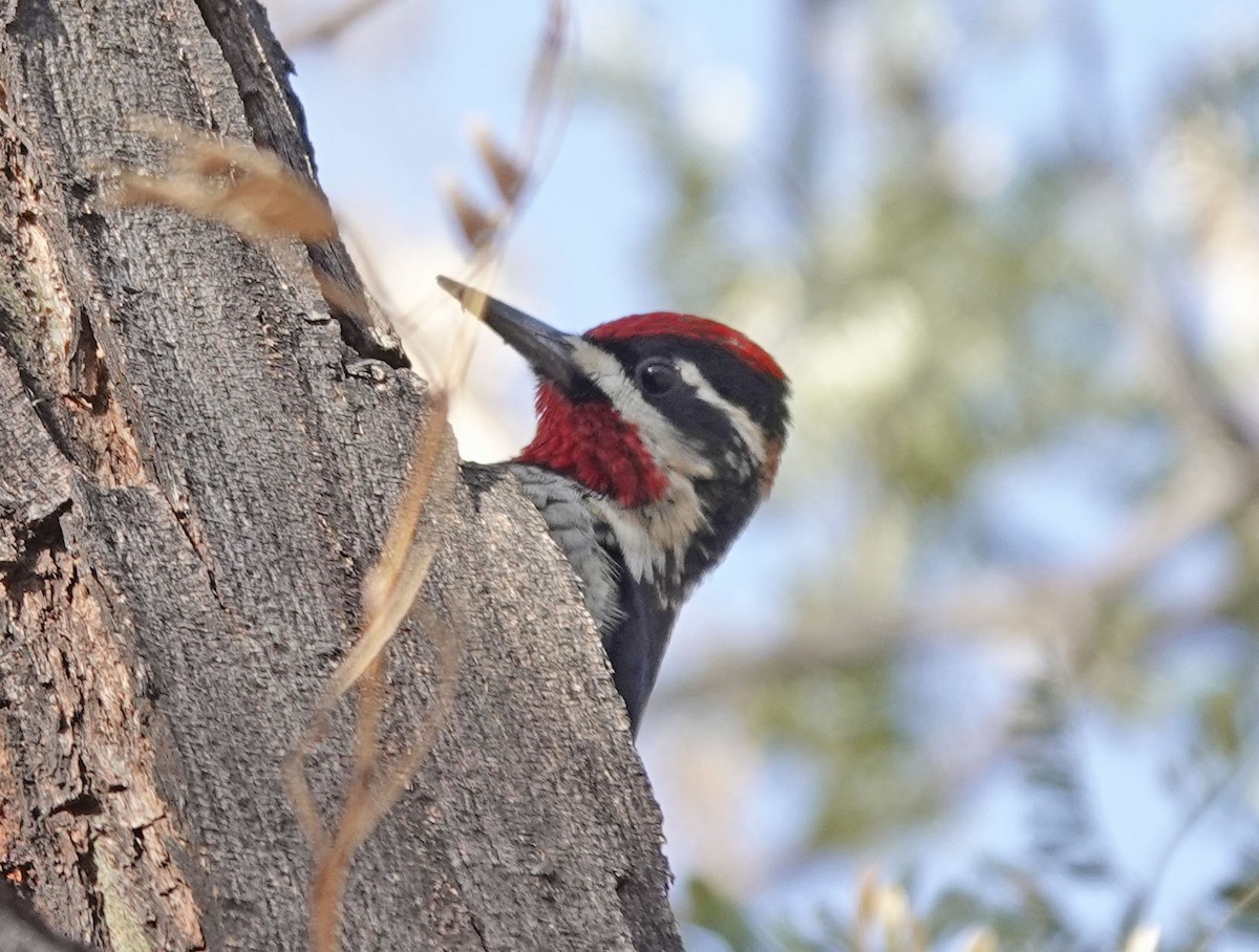 Red-naped Sapsucker - ML613623402