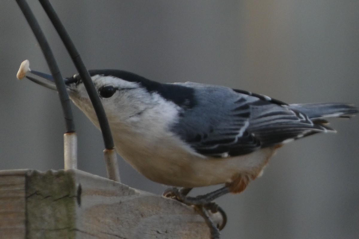 White-breasted Nuthatch - ML613623433