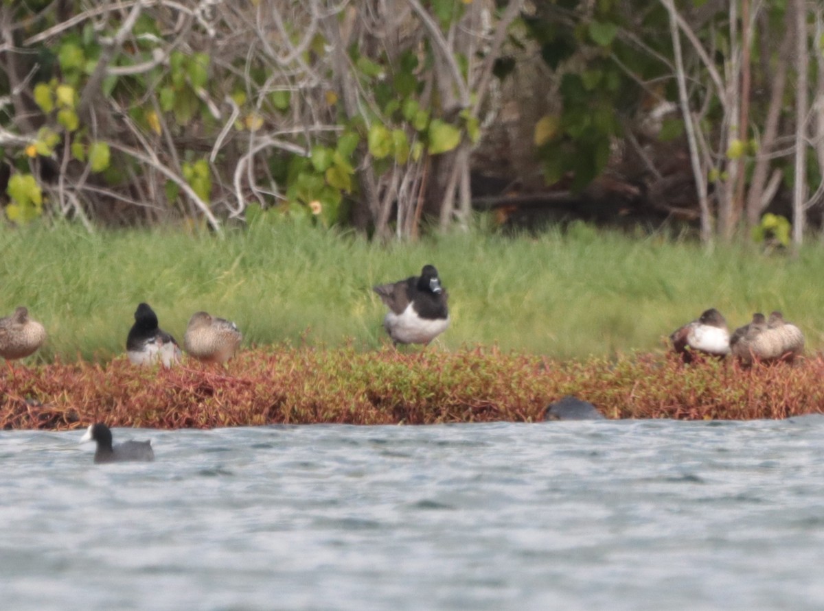 Ring-necked Duck - Brandy Johnson