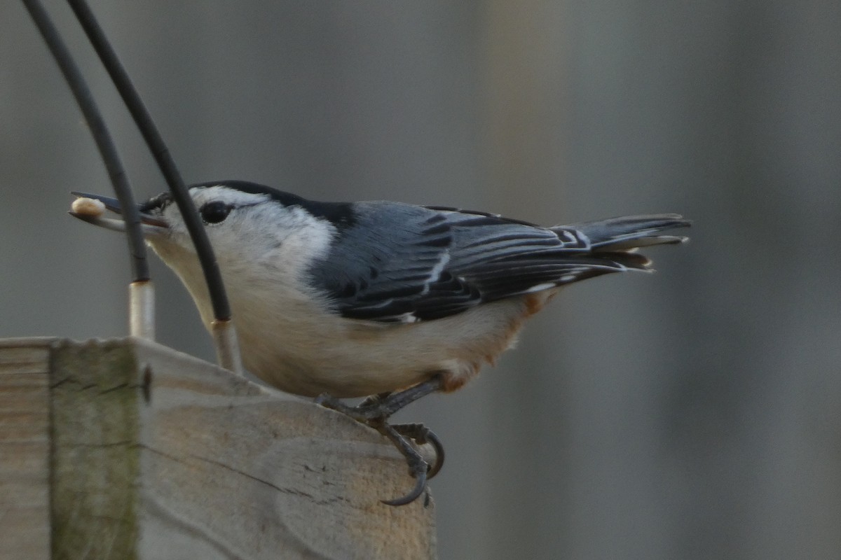 White-breasted Nuthatch - ML613623513