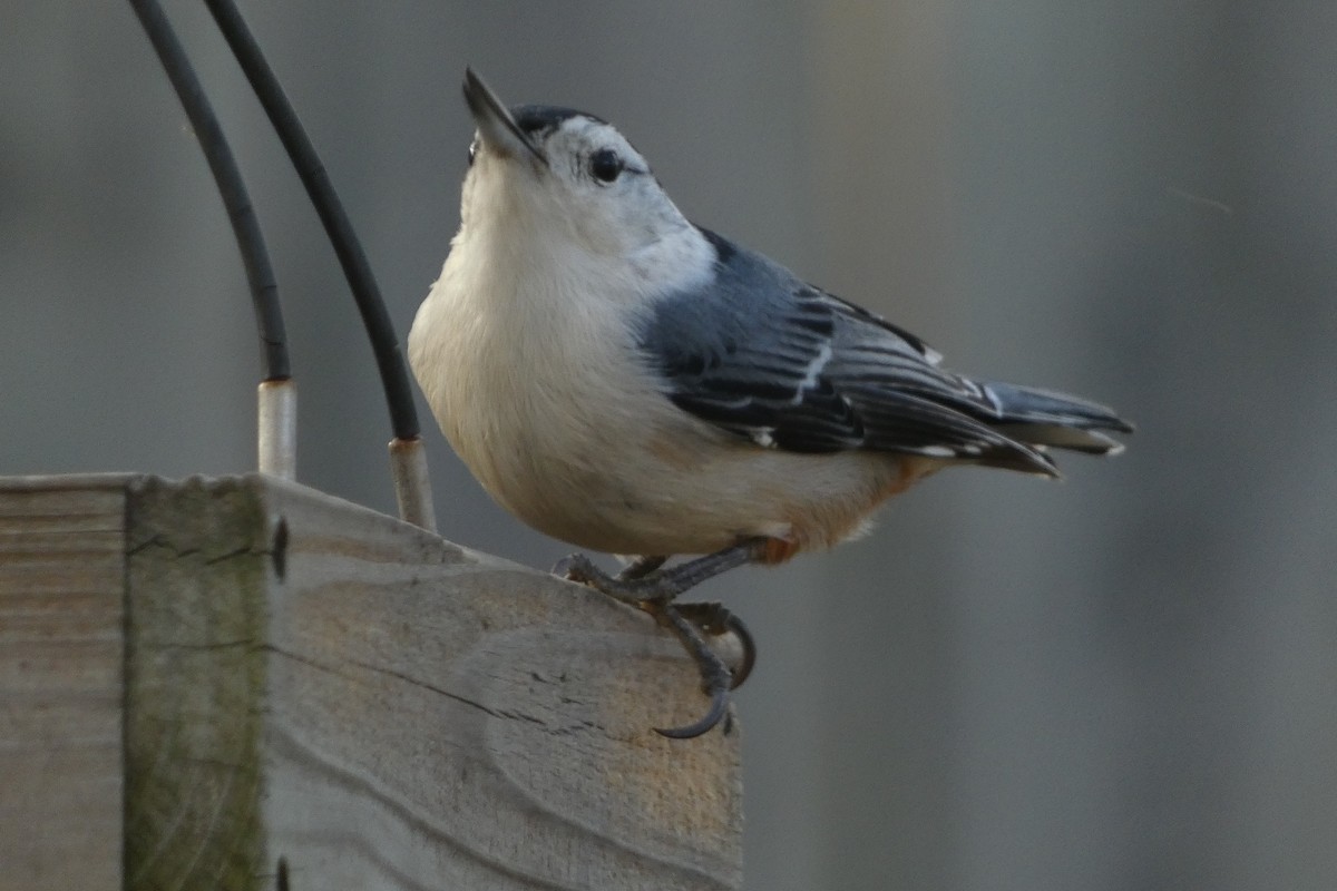 White-breasted Nuthatch - ML613623536