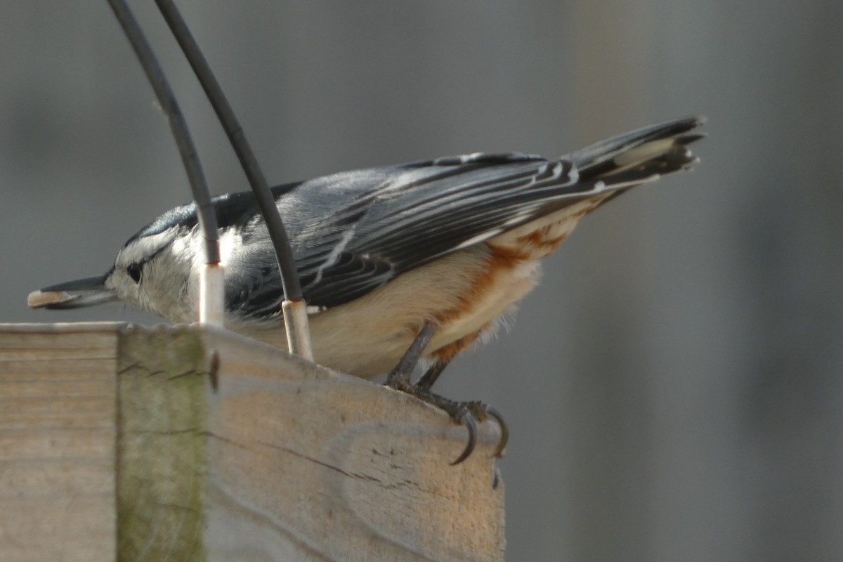 White-breasted Nuthatch - ML613623556