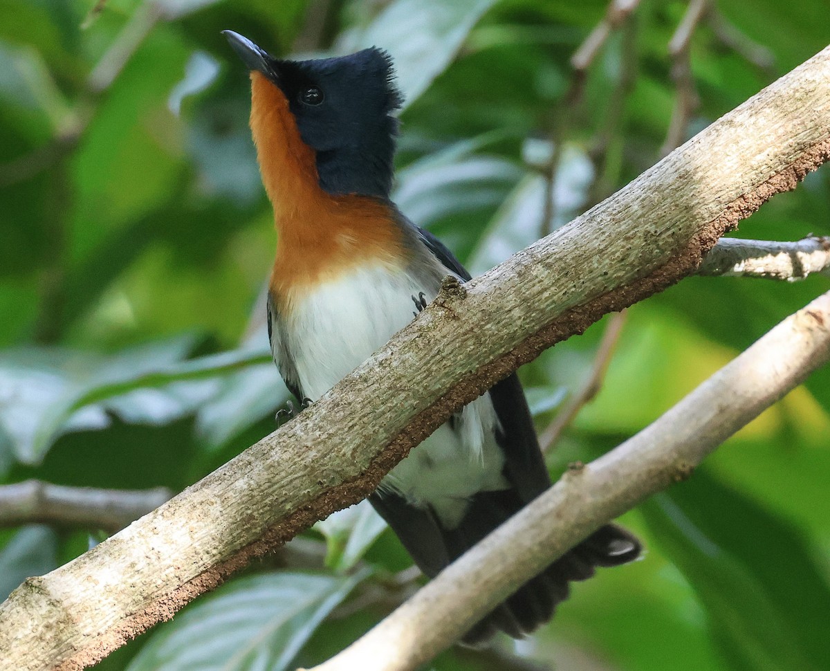 Samoan Flycatcher - ML613623570