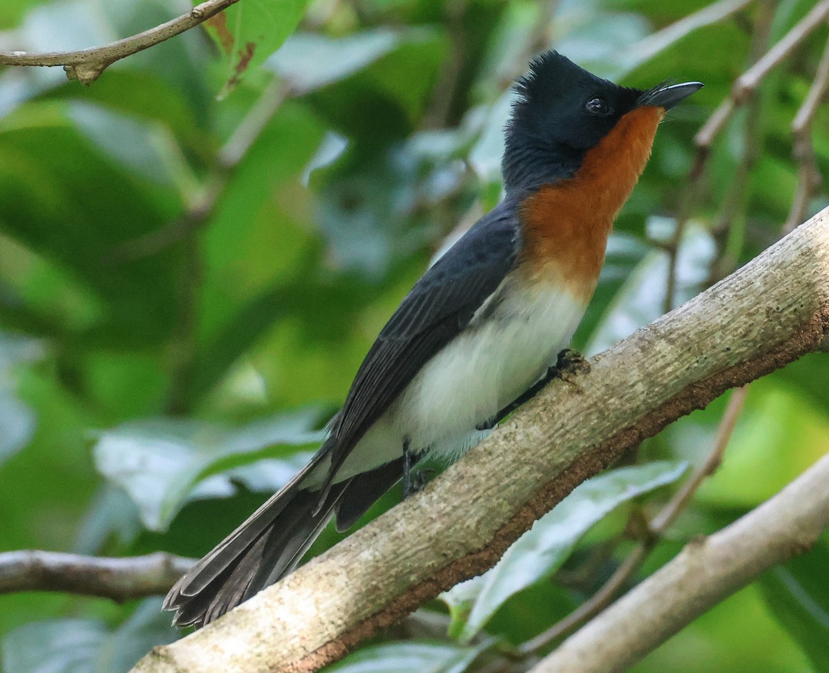 Samoan Flycatcher - ML613623571