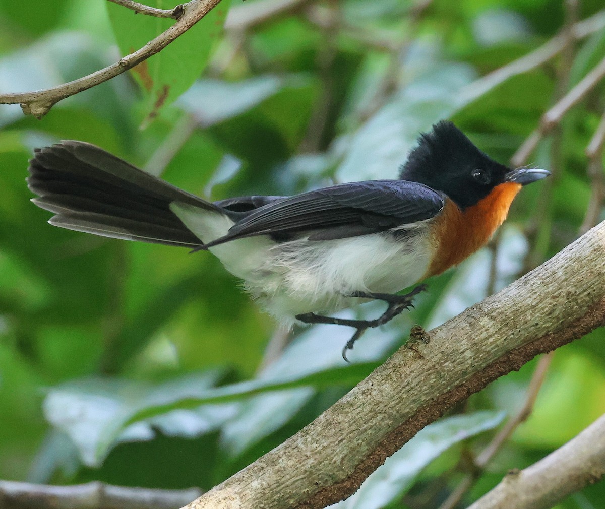 Samoan Flycatcher - ML613623572