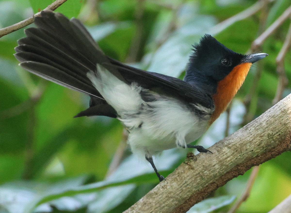 Samoan Flycatcher - ML613623573