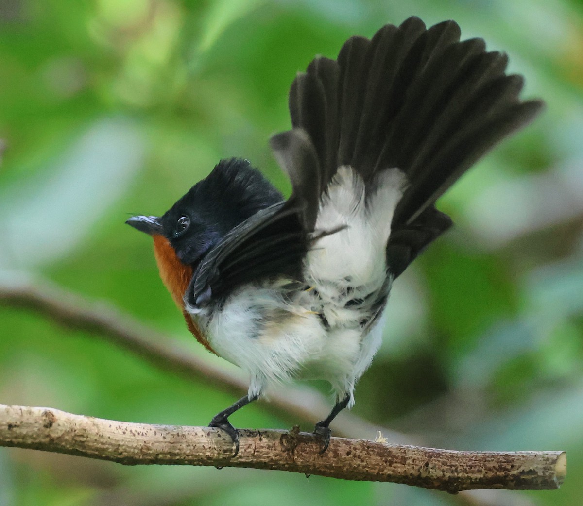 Samoan Flycatcher - ML613623577