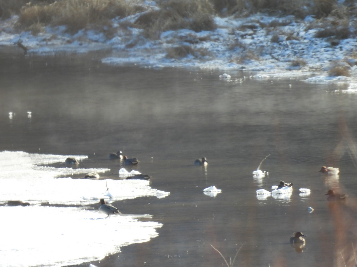 Green-winged Teal - ML613623596