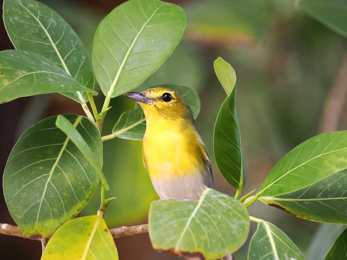 Vireo Gorjiamarillo - ML613623611