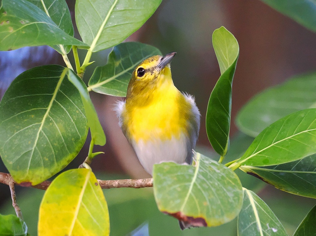 Yellow-throated Vireo - ML613623615