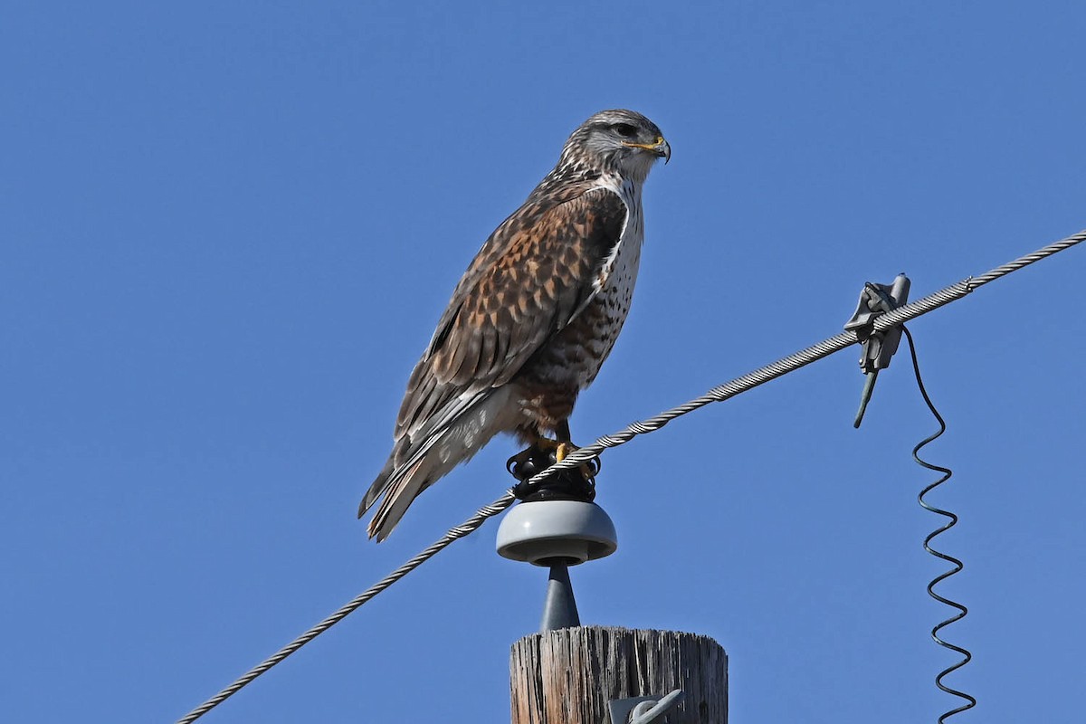 Ferruginous Hawk - ML613623740