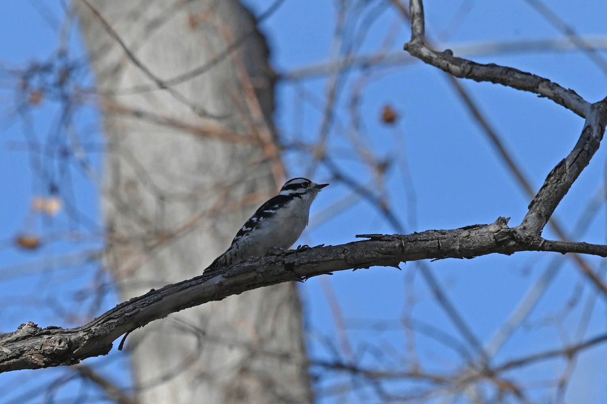 Downy Woodpecker - ML613623772