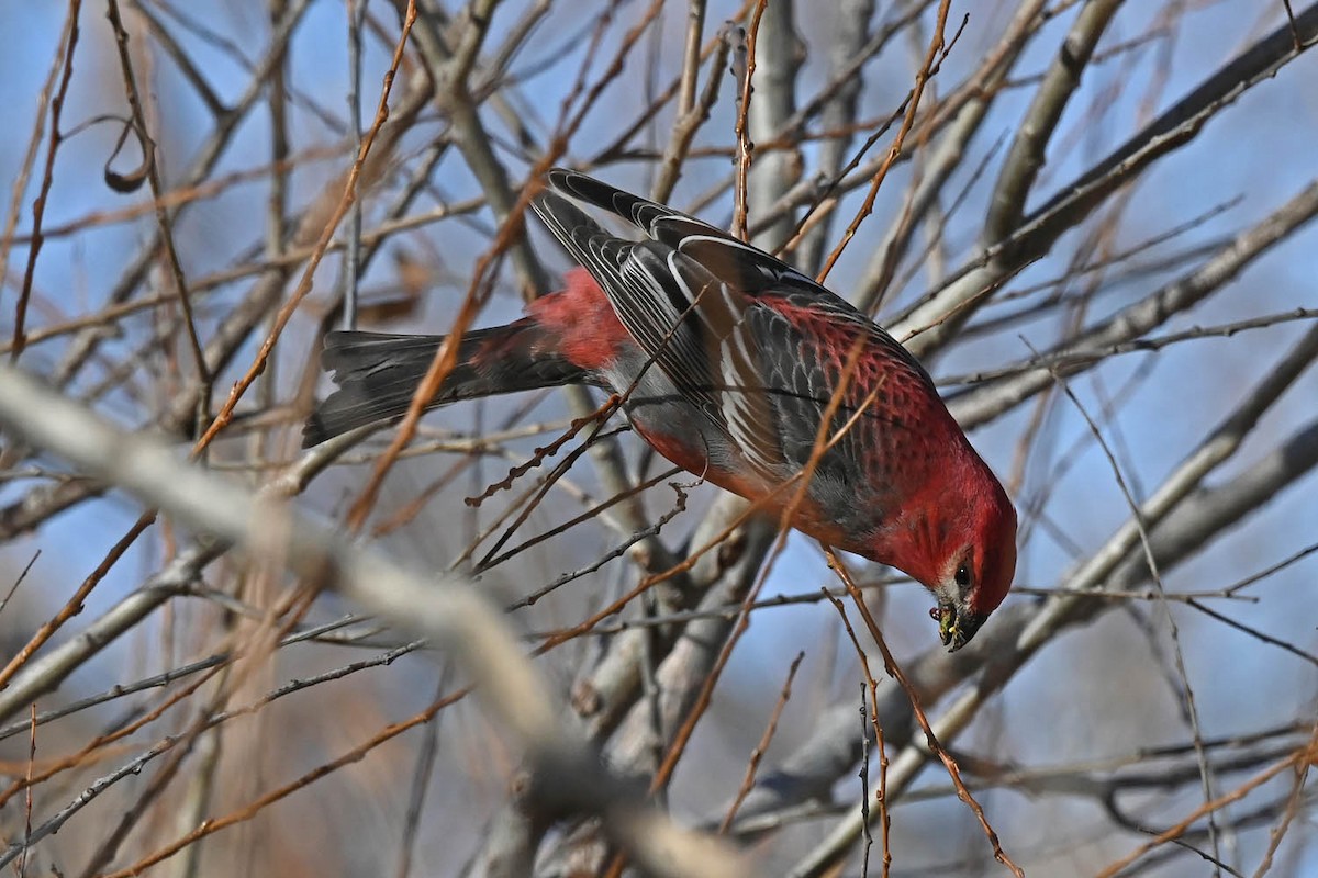 Pine Grosbeak - ML613623826