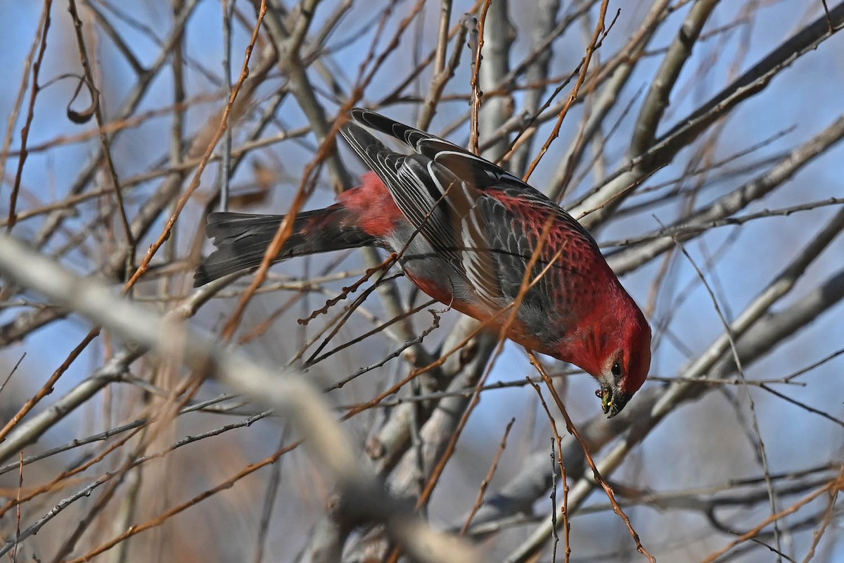 Pine Grosbeak - ML613623826