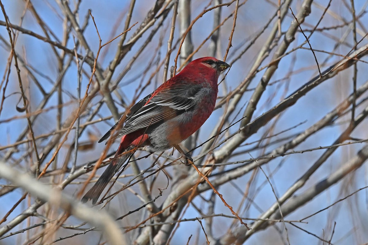 Pine Grosbeak - ML613623827