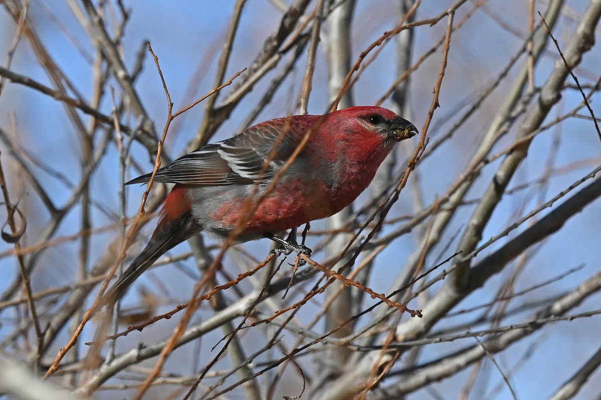 Pine Grosbeak - ML613623828