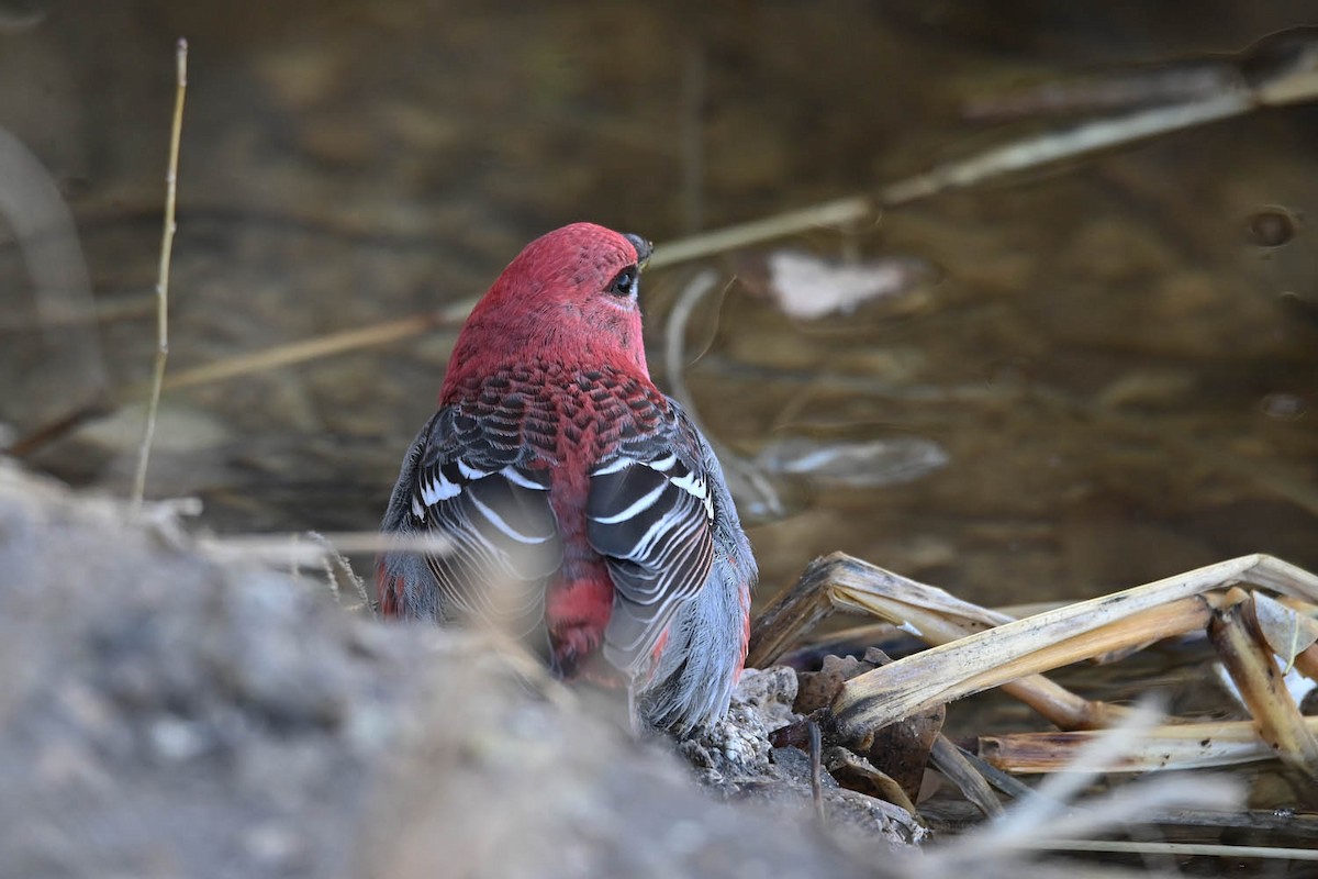 Pine Grosbeak - ML613623829