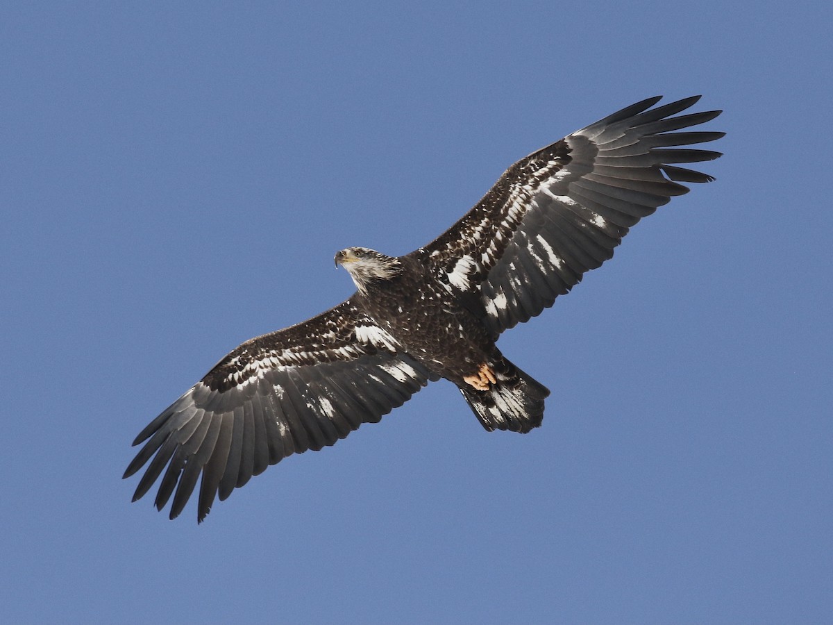 Bald Eagle - ML613623868