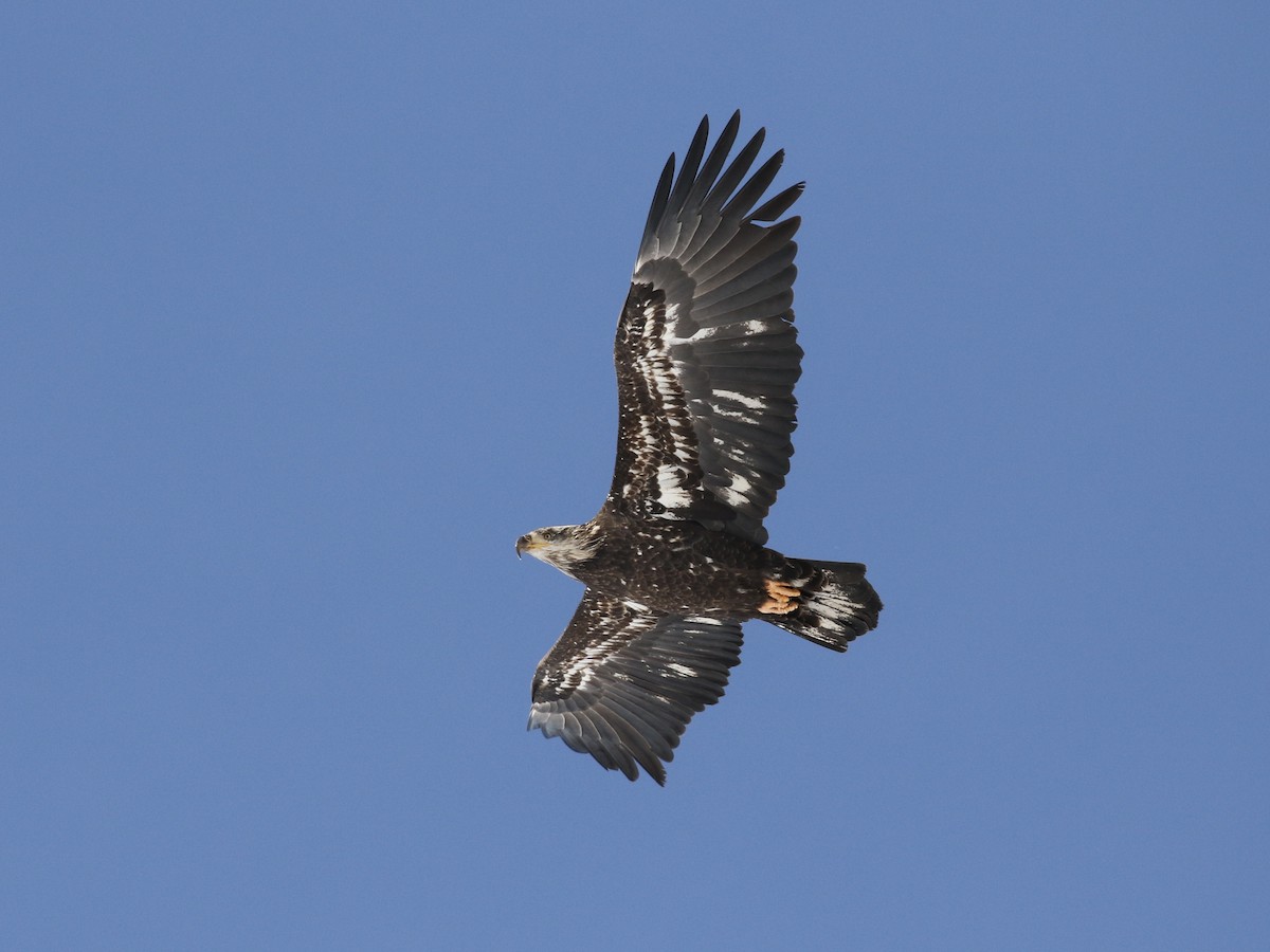 Weißkopf-Seeadler - ML613623870