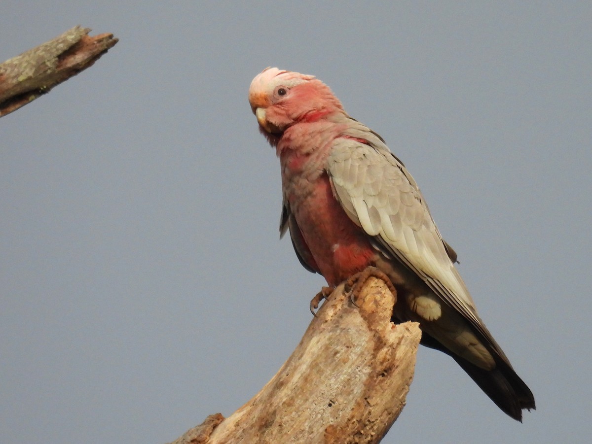 Galah - ML613623884