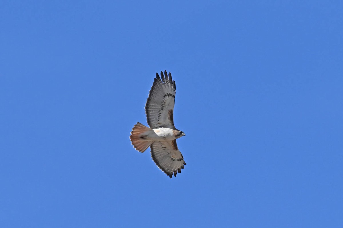 Red-tailed Hawk - ML613623886