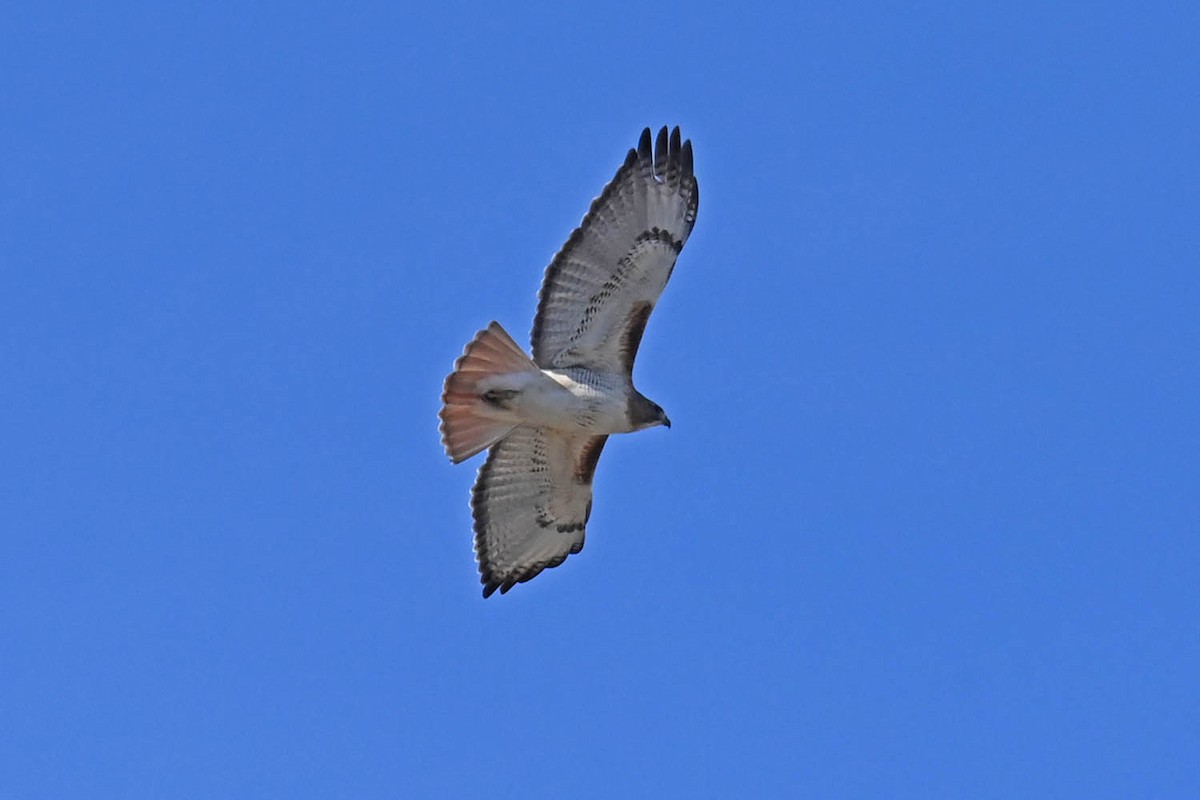 Red-tailed Hawk - ML613623887