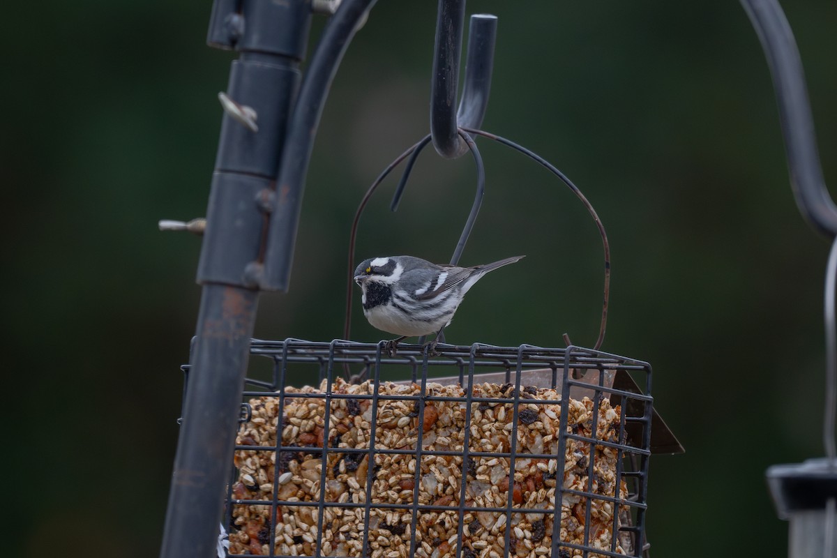 Black-throated Gray Warbler - ML613623919