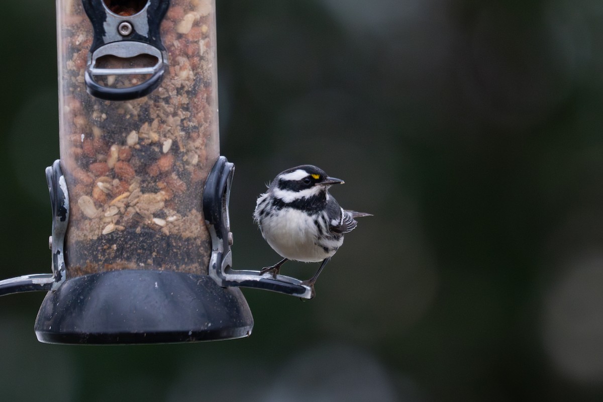 Black-throated Gray Warbler - ML613623921