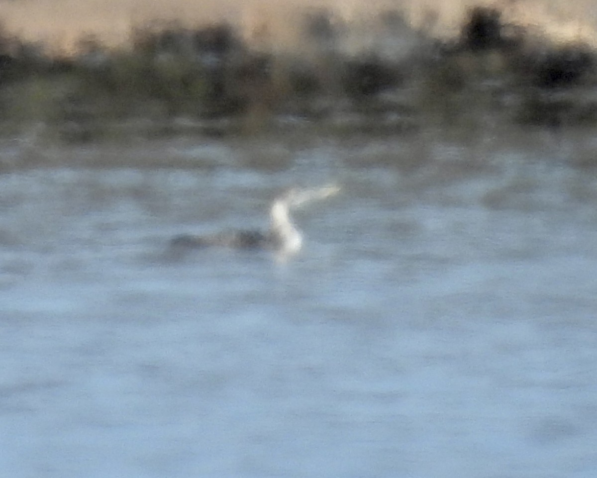 Yellow-billed Loon - ML613623940