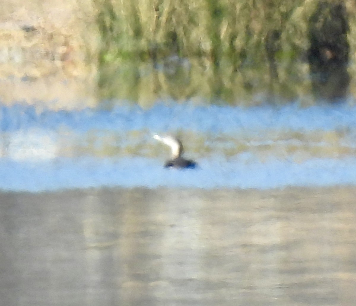 Yellow-billed Loon - ML613623941