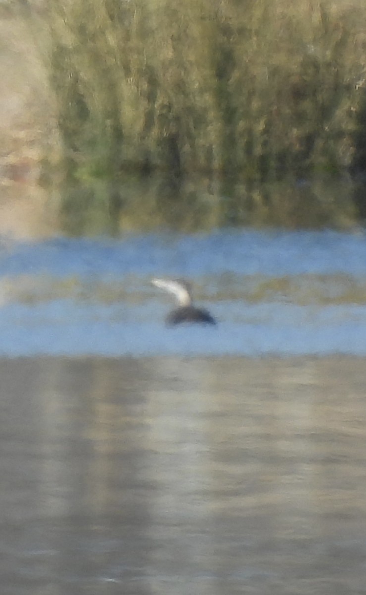 Yellow-billed Loon - ML613623942