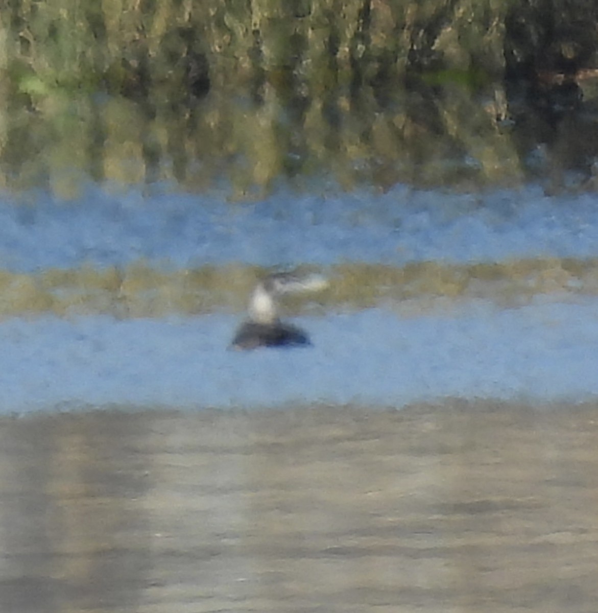 Yellow-billed Loon - ML613623944