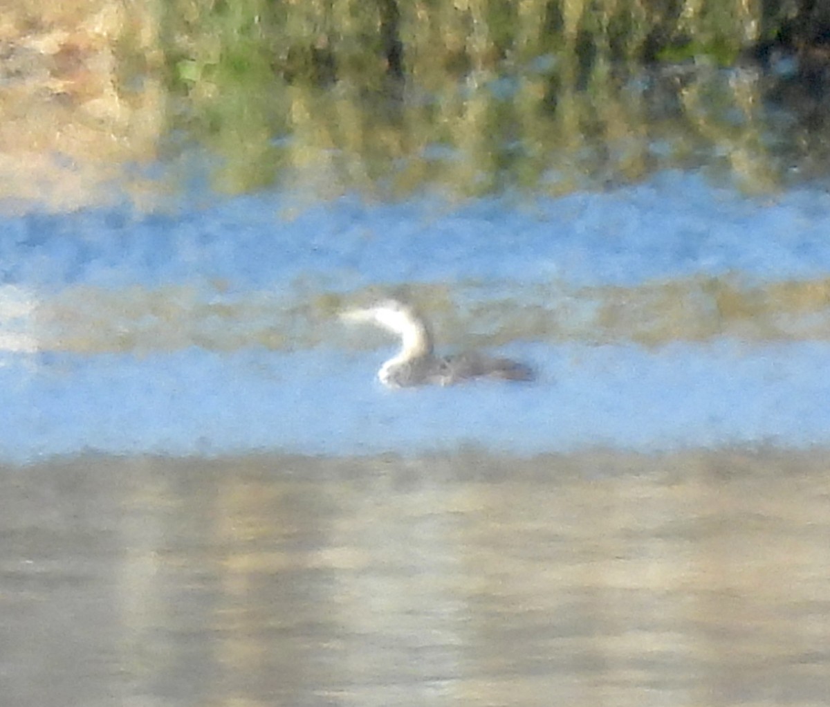 Yellow-billed Loon - ML613623945