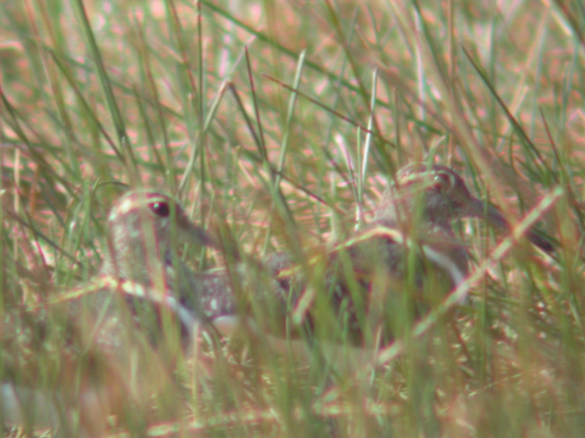 Australian Painted-Snipe - ML613623963