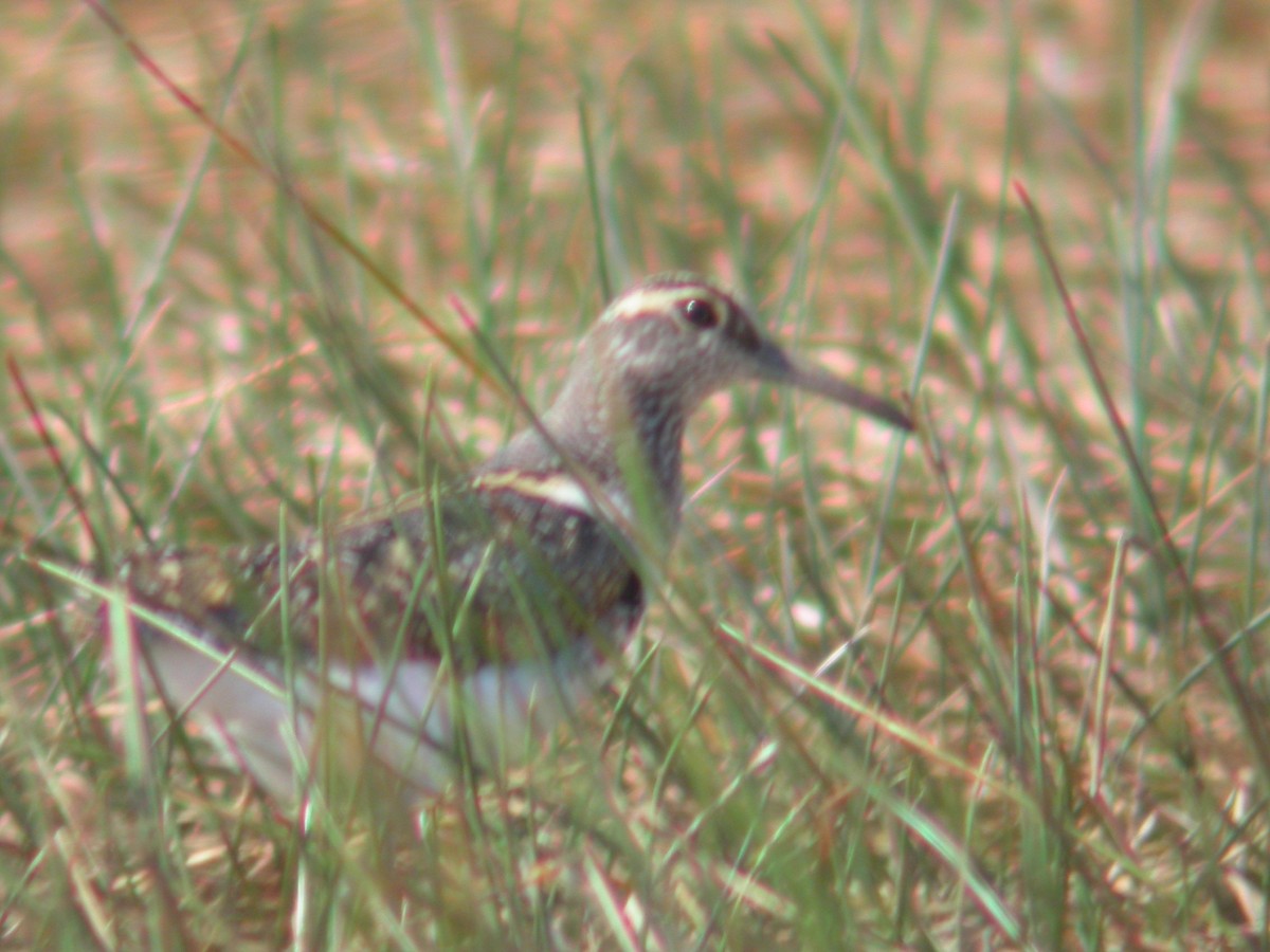 Australian Painted-Snipe - ML613623964