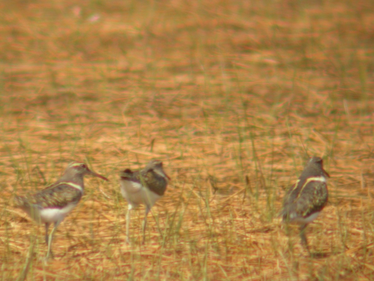 Australian Painted-Snipe - ML613623965