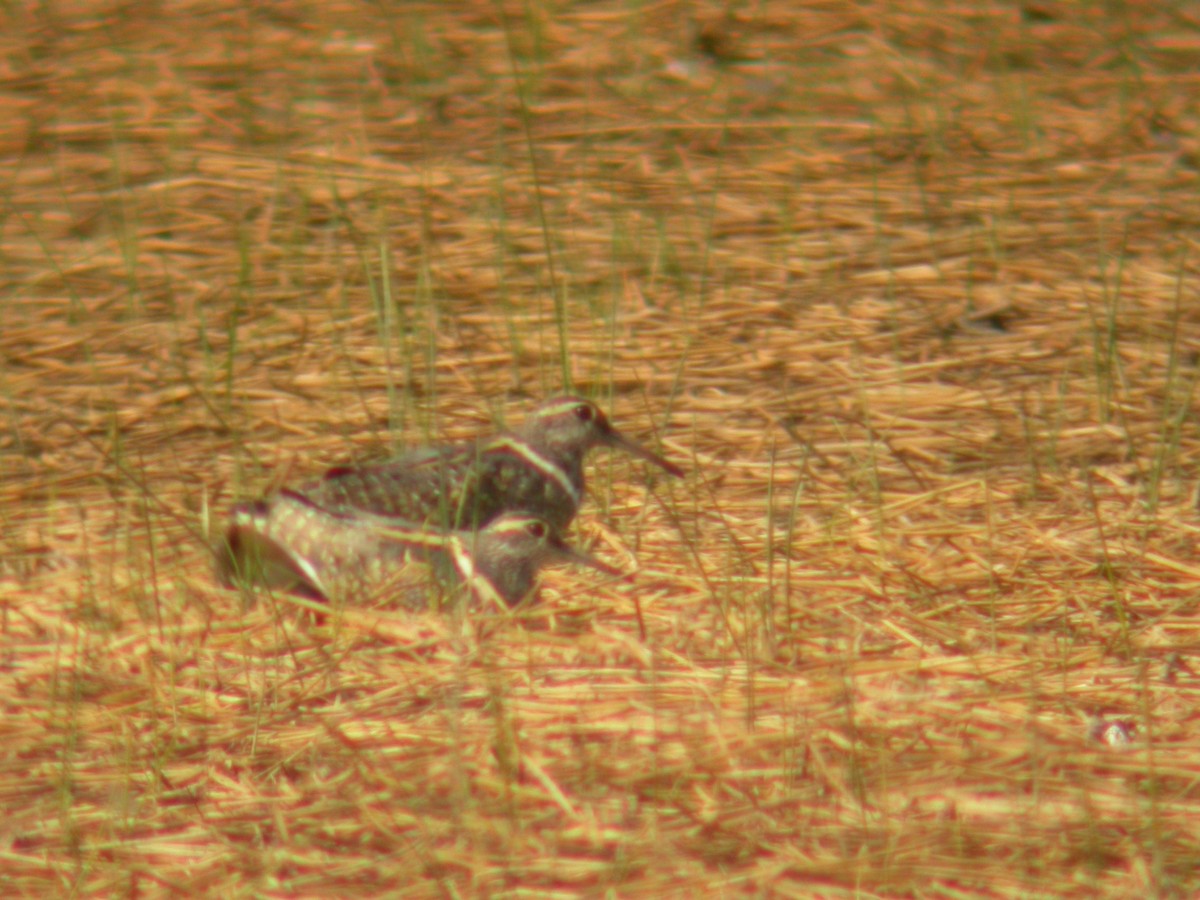 Australian Painted-Snipe - ML613623966