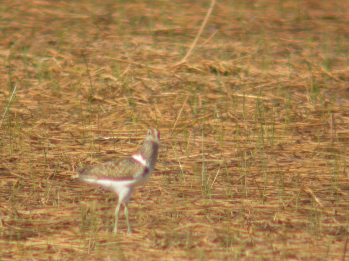 Australian Painted-Snipe - ML613623968