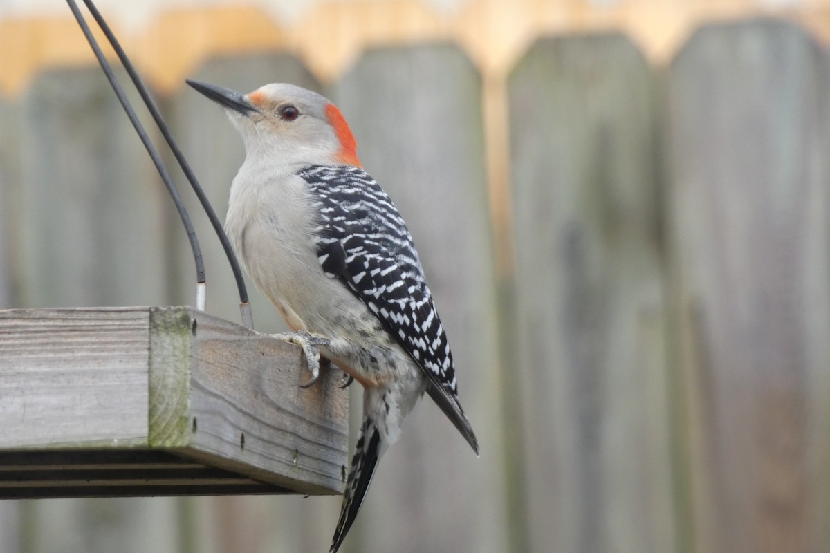 Red-bellied Woodpecker - Teresa Conlon