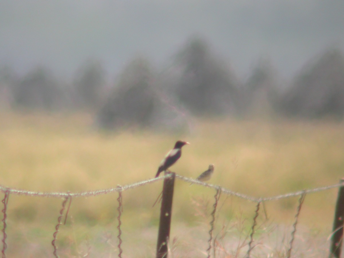 Rosy Starling - Joy Tansey