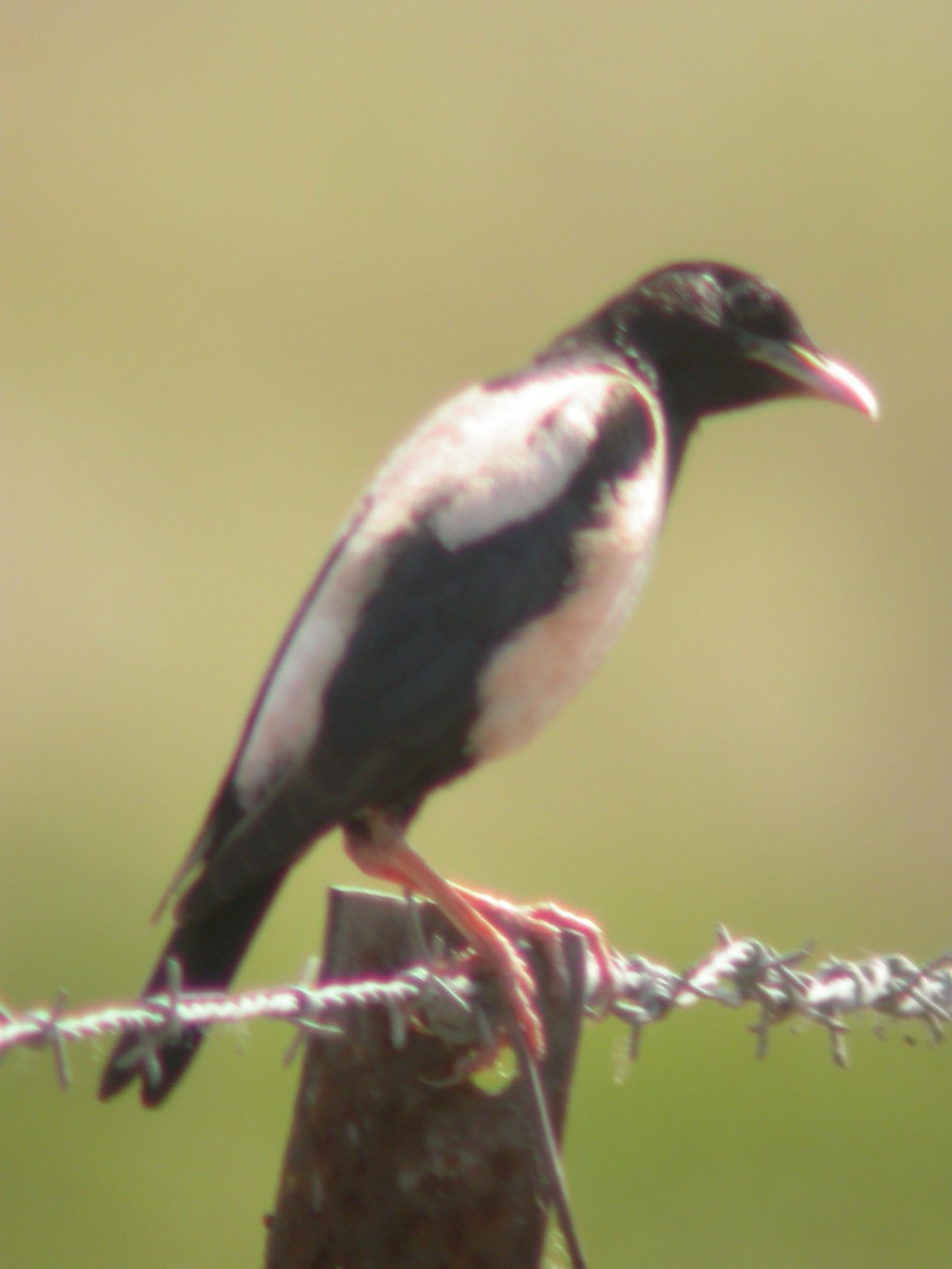 Rosy Starling - ML613624119