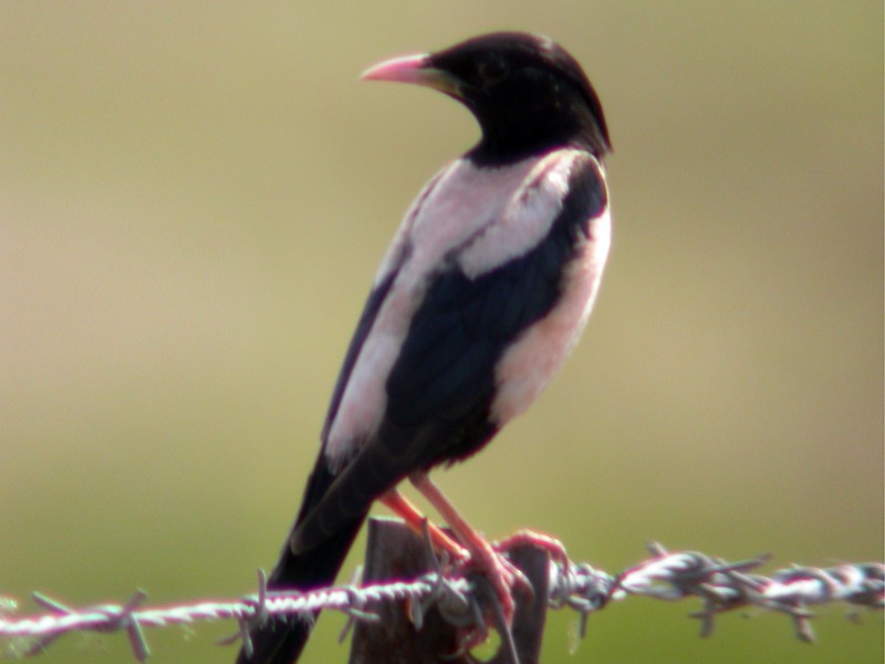 Rosy Starling - Joy Tansey