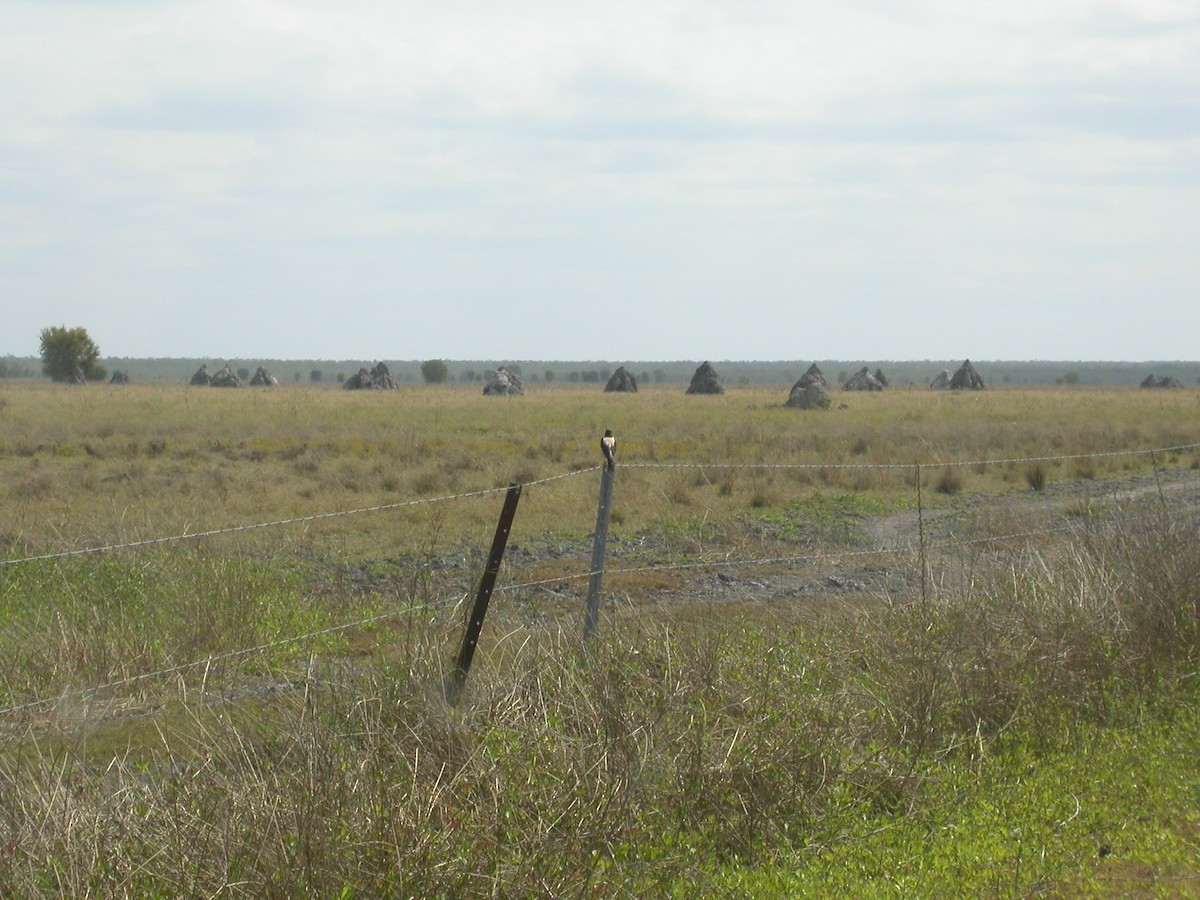 Rosy Starling - ML613624161