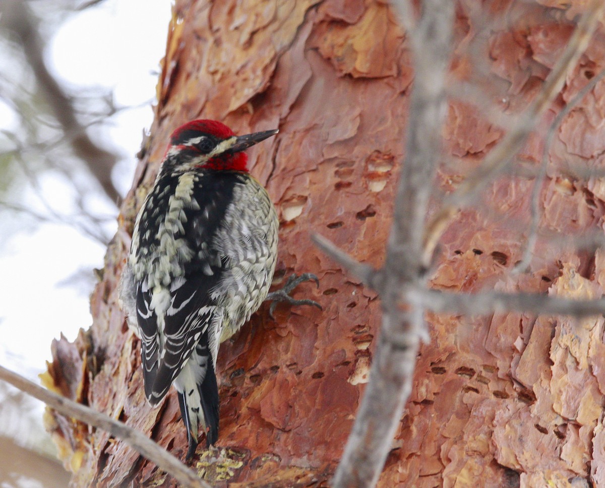 Red-naped x Red-breasted Sapsucker (hybrid) - ML613624182