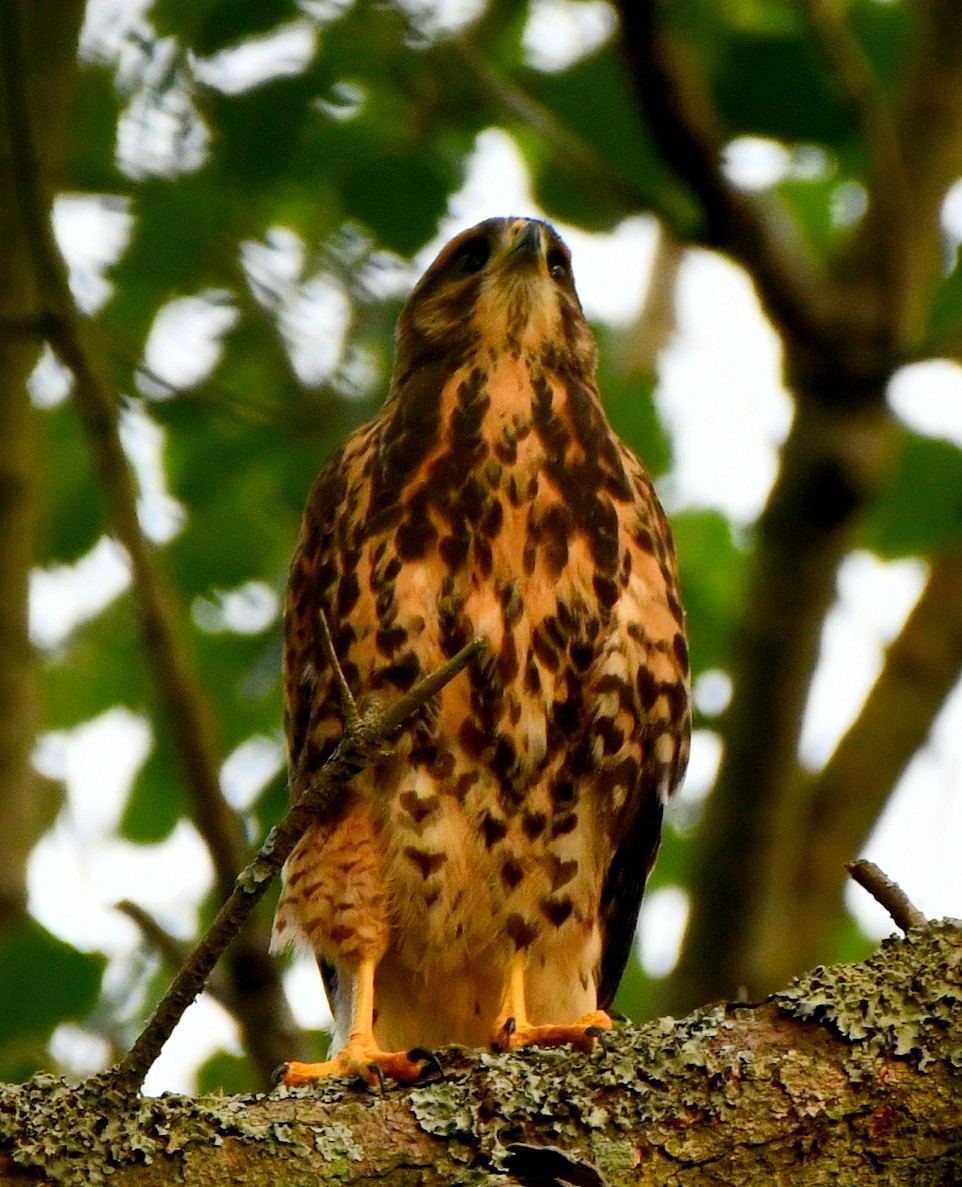 Harris's Hawk (Bay-winged) - ML613624198