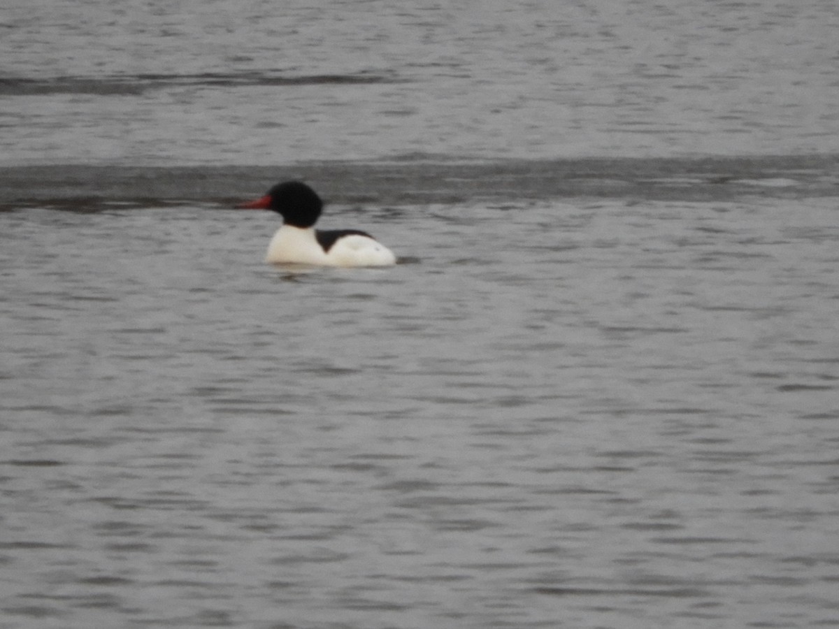 Common Merganser - ML613624476