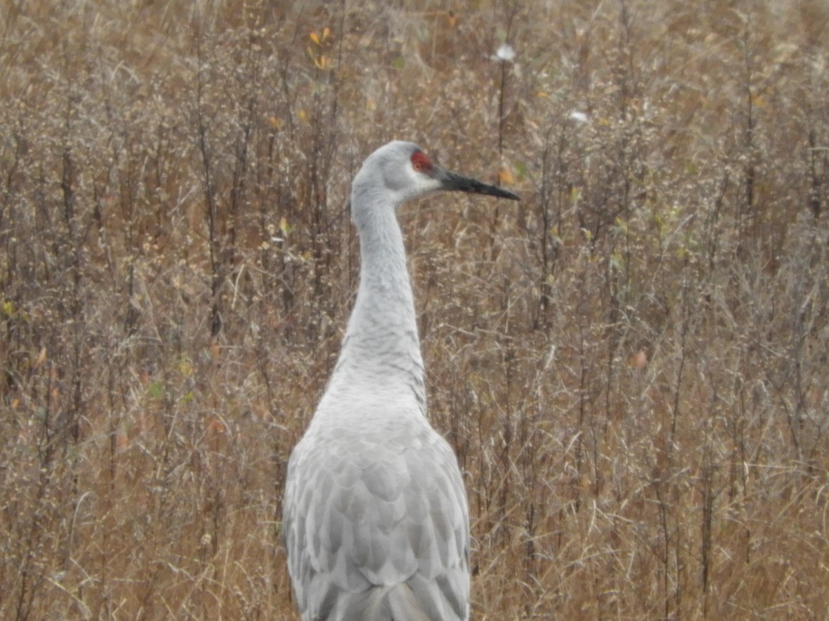 Grulla Canadiense - ML613624485