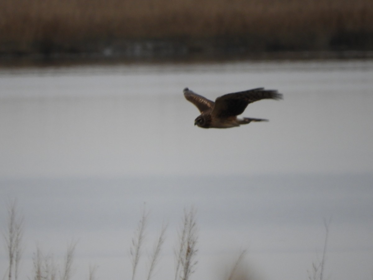 Northern Harrier - S Winiecki