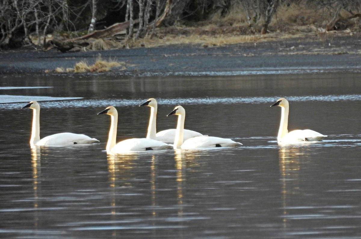 Cisne Trompetero - ML613624507